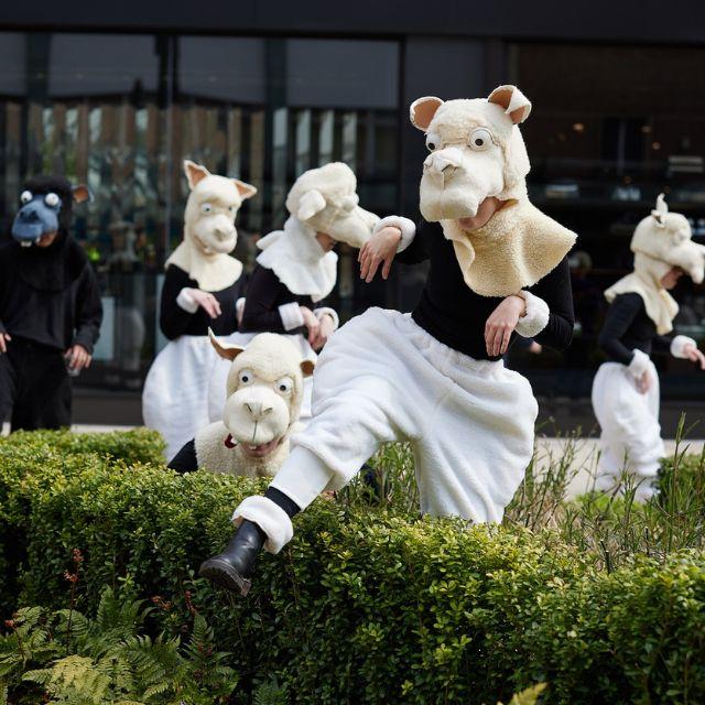 An image of actors dressed as sheep climbing over a hedge